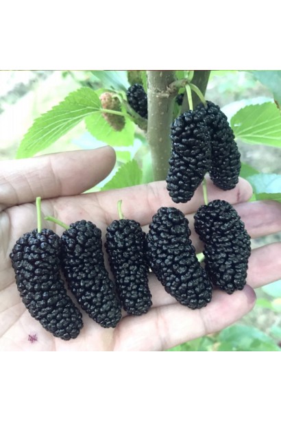 Шовковиця Шеллі — плоди для свіжого споживання і переробки.